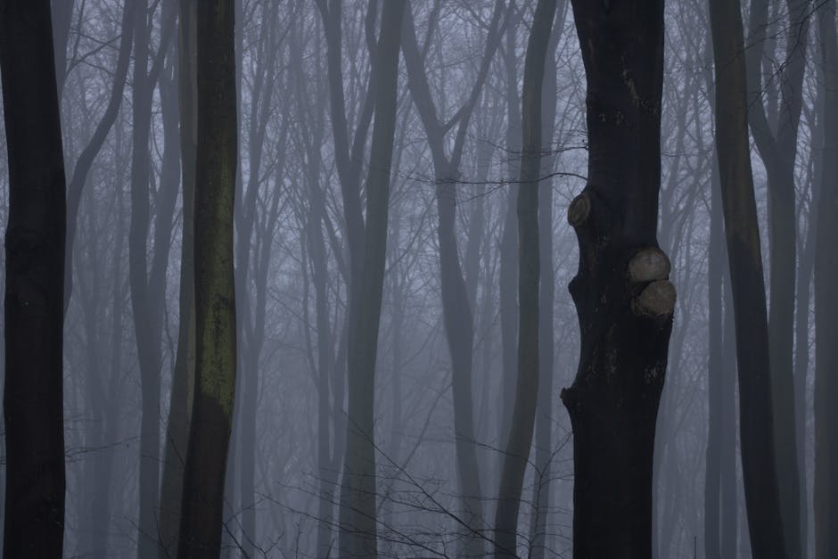 Mysterious forest scene with tall tree trunks shrouded in mist and fog.