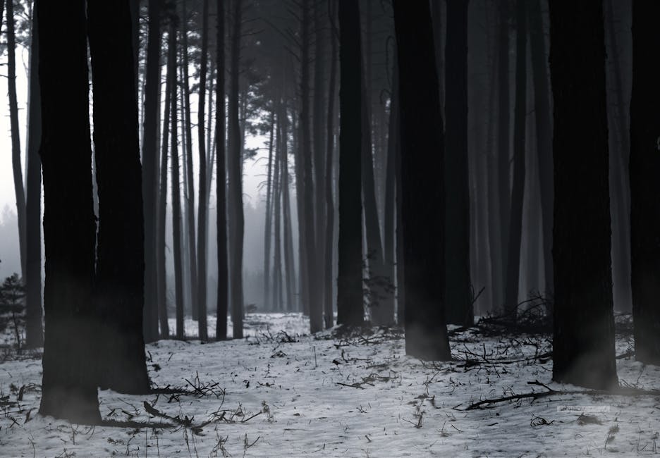 Eerie and atmospheric snow-covered forest with tall trees and fog. Perfect for winter themes.