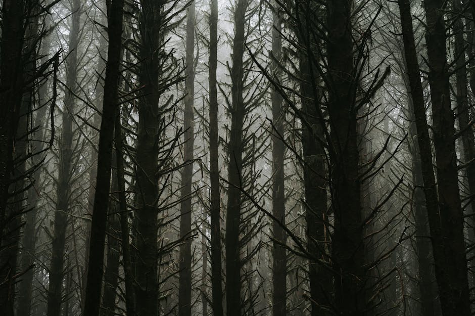 Atmospheric forest scene with tall leafless trees enveloped in mist, evoking a sense of mystery.
