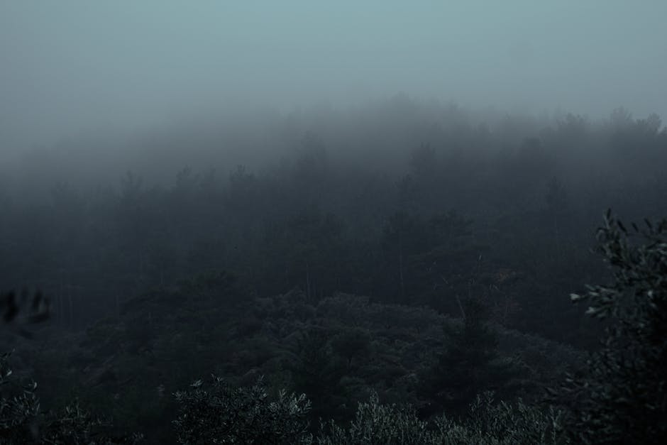 A mysterious, foggy forest at twilight with dense tree coverage and eerie atmosphere.