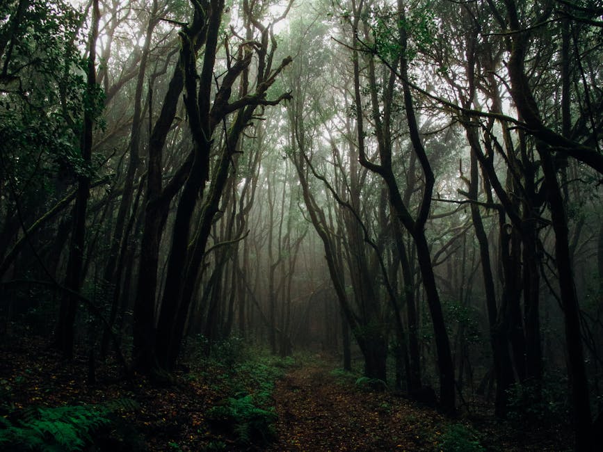 Explore the mysterious and dark foggy forest pathway surrounded by towering trees.