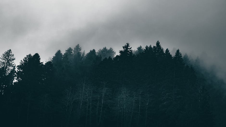 A dark, mist-covered forest landscape creating an eerie, mysterious mood.