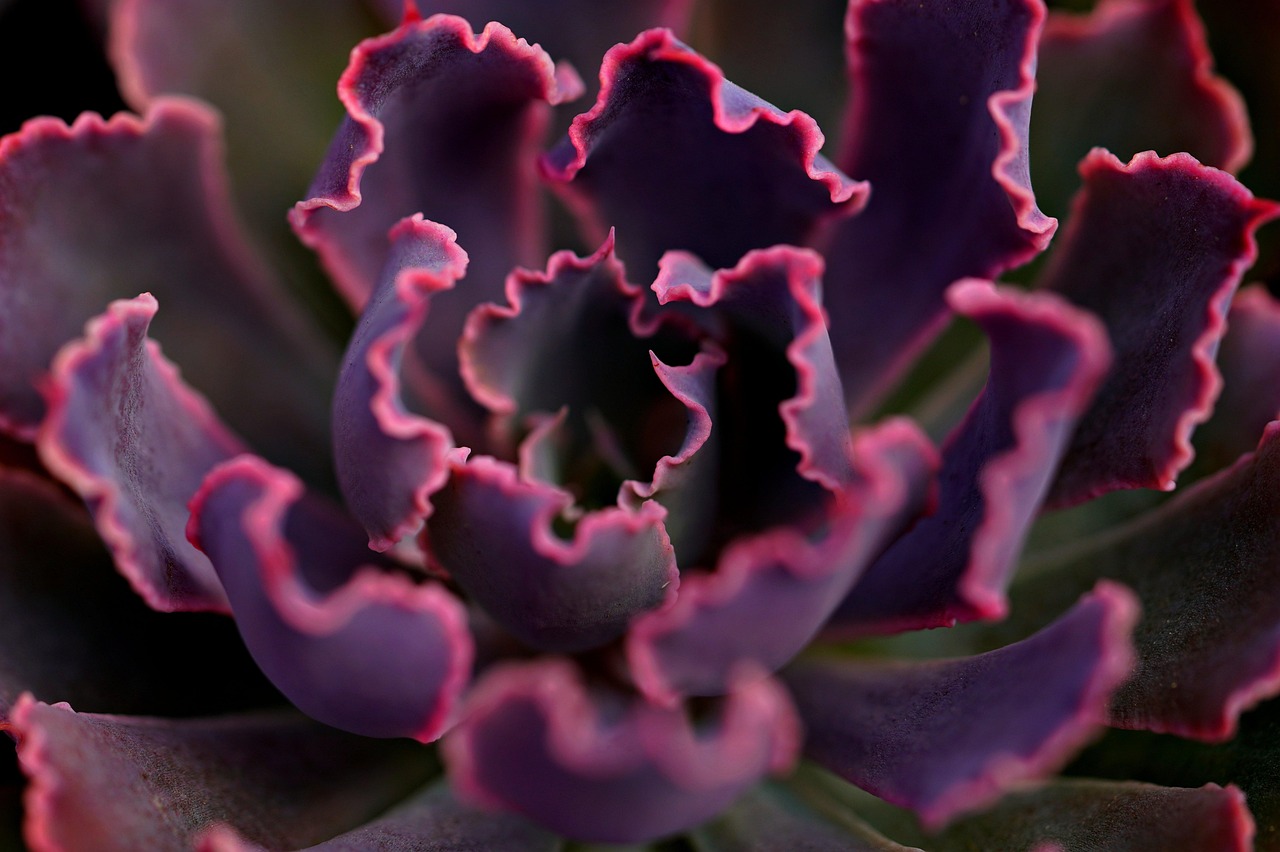 Close-up of nature — showing the details that matter